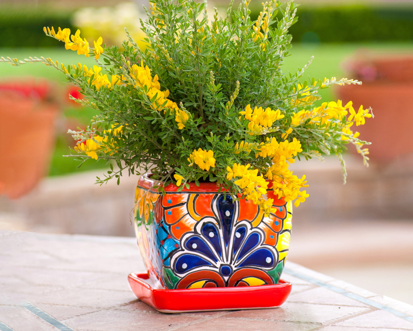 Bubble Planter (2PC) - Red